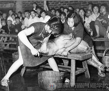 50年代的女人杀猪