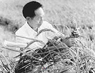 袁隆平：“杂交水稻之父”