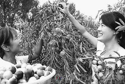 东平村的冬枣园引来大量城里来的采摘者