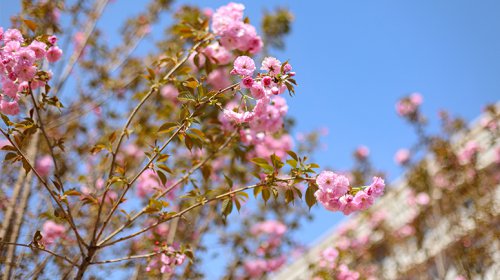 春日樱花校园